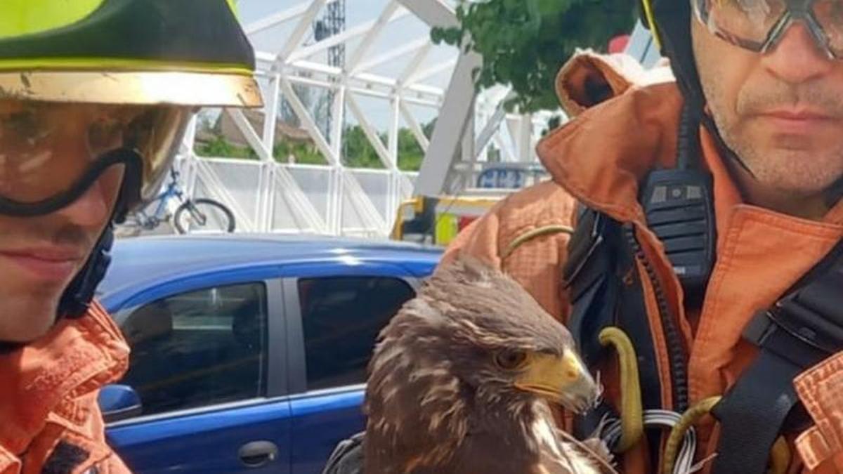Los bomberos con el águila rescatada.