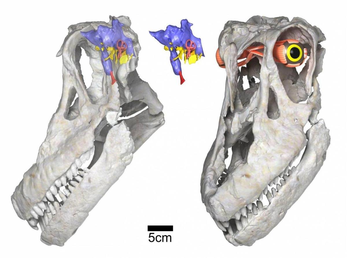 Representaciones digitales del cráneo y del cerebro del titanosaurio 'Sarmientosaurus musacchioi'