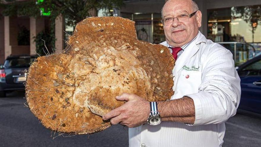 Un farmacéutico cacereño encuentra una seta de más de 12 kilos