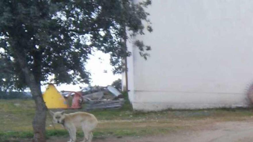 Un perro guarda una nave ganadera en Fermoselle.