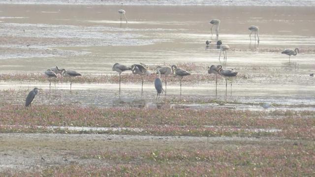 Flamencos en el Esla