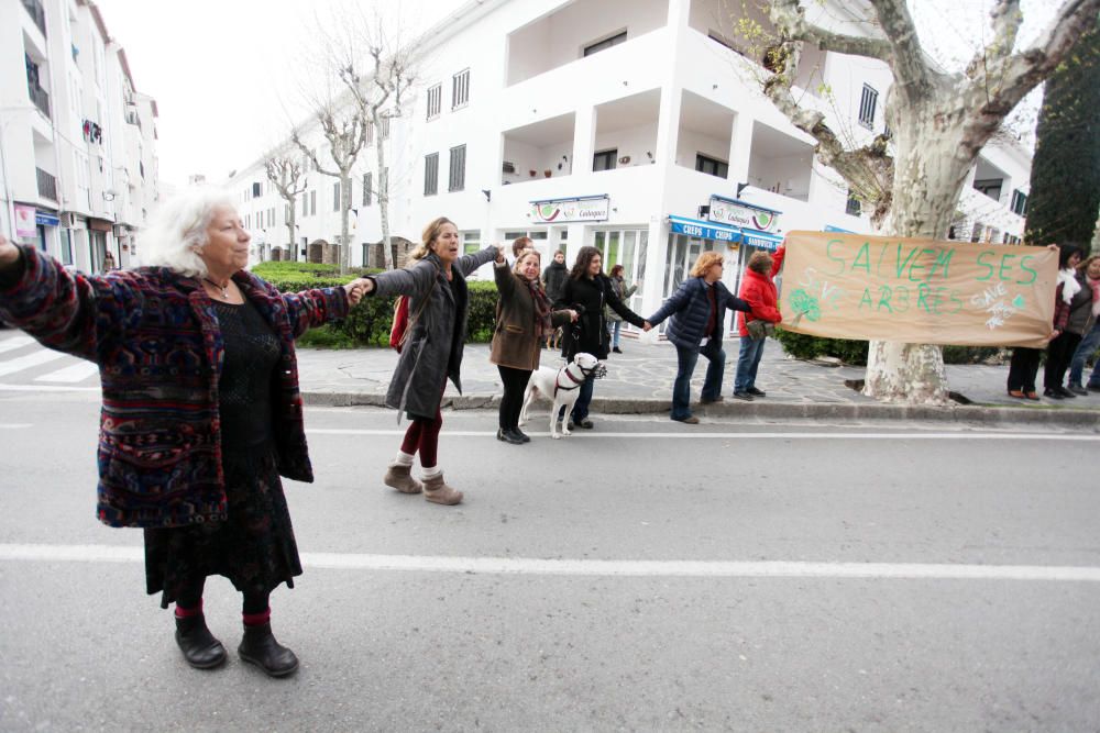 Cadaqués ajorna la tala dels plataners