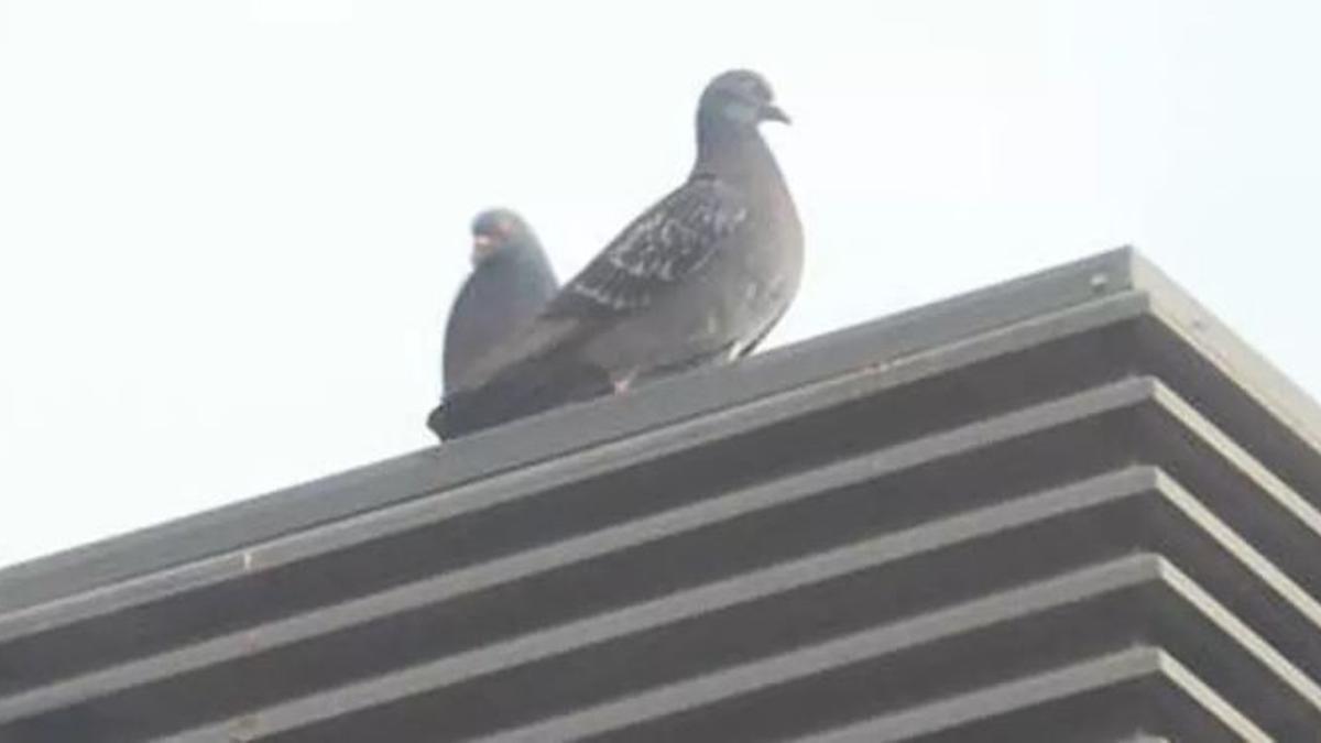 Coloms a Santa Coloma de Farners