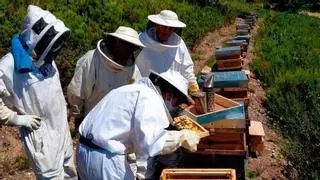 Los apicultores apuestan por la Abella Negra Galega para frenar velutina y varroa