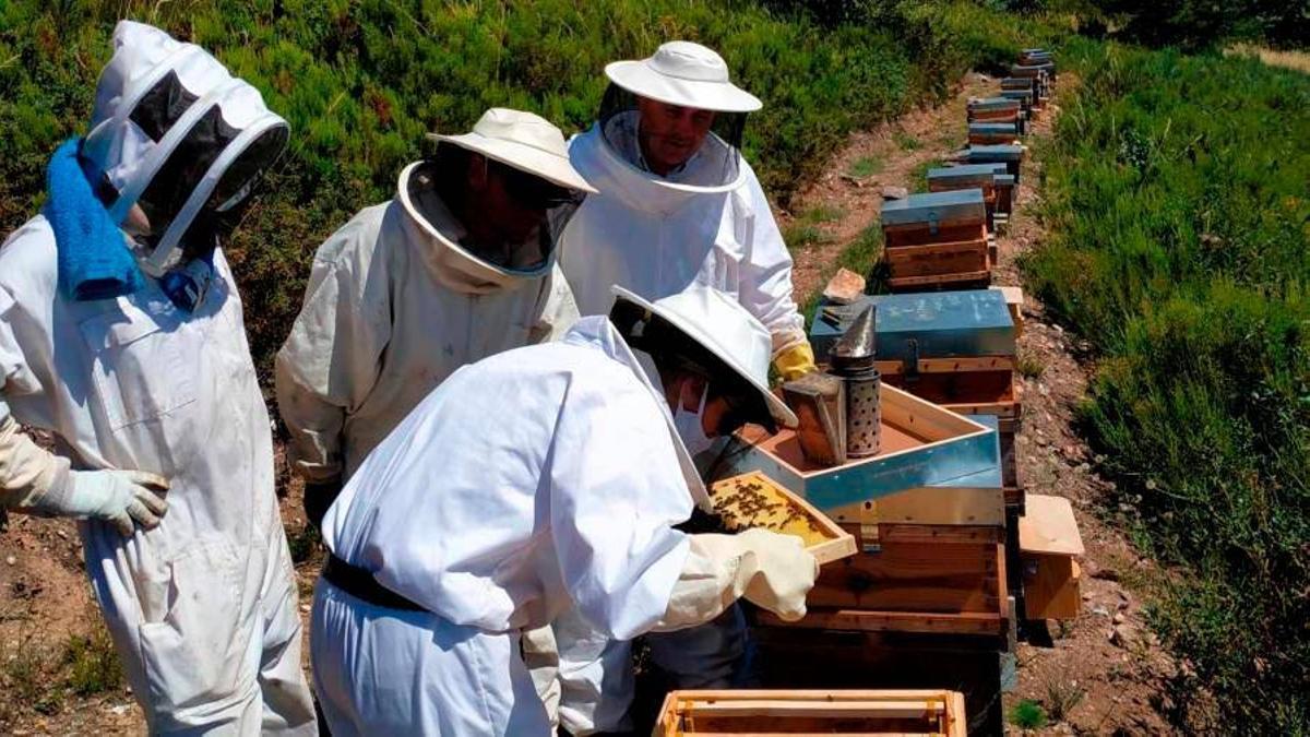En la comunidad autónoma de Galicia hay registrados más de cinco mil apicultores de 225.000 colmenas.