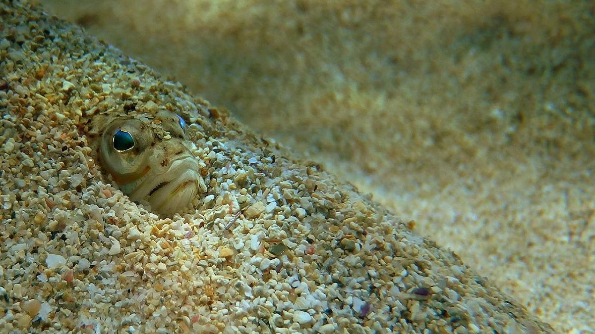 Peces e invertebrados, de agua dulce y marinos