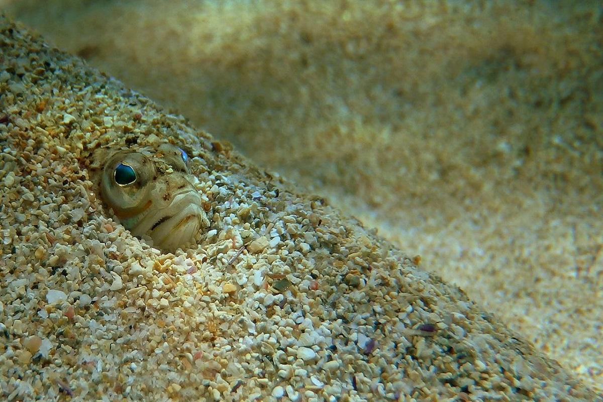 Medusas, peces araña… Cómo actuar ante una picadura este verano.