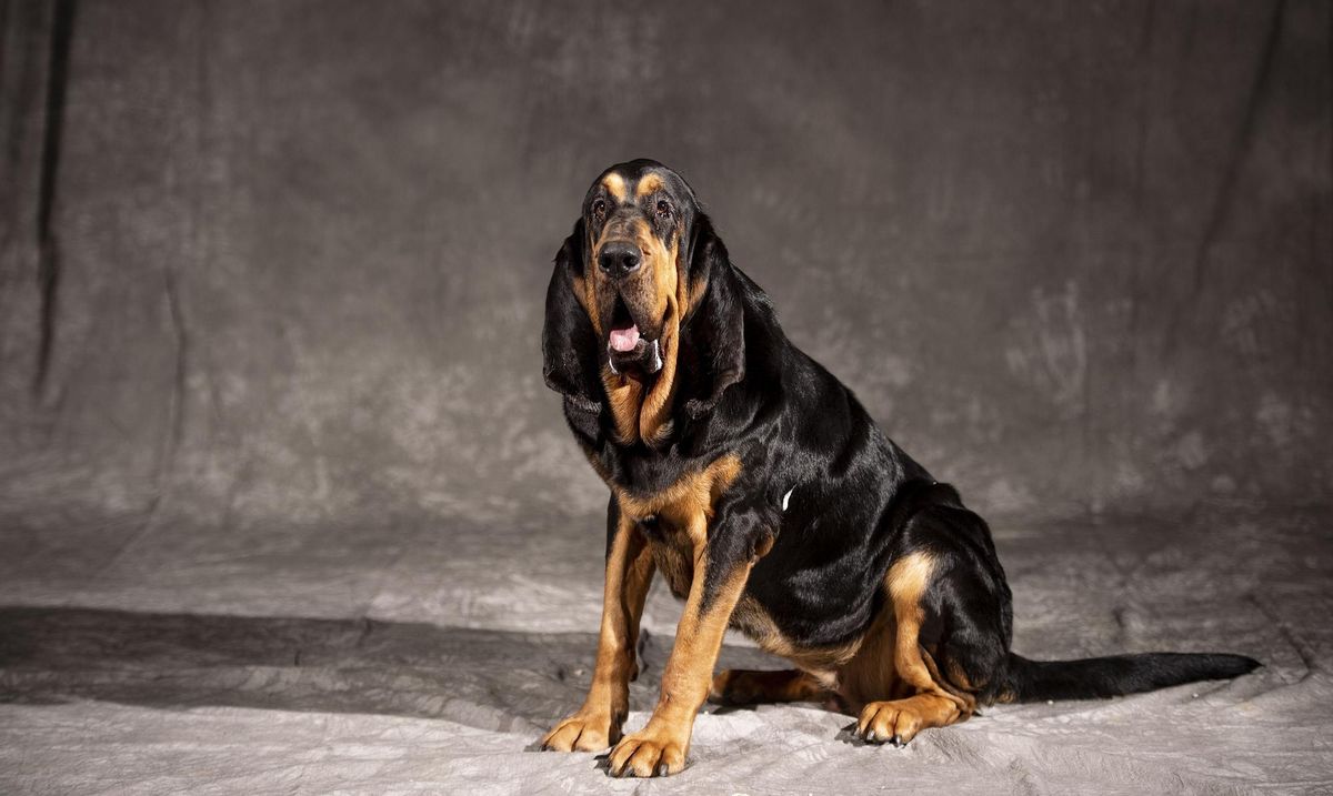 Bloodhound.