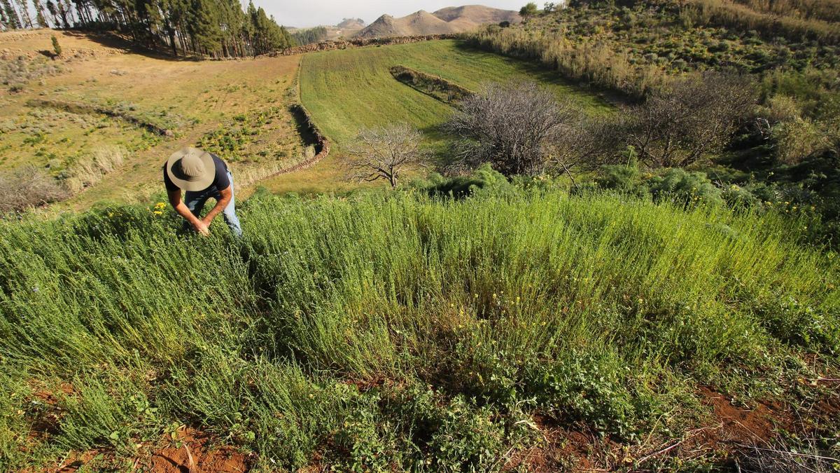 Un agricultor en Juncalillo, en Gáldar, cultivando lino
