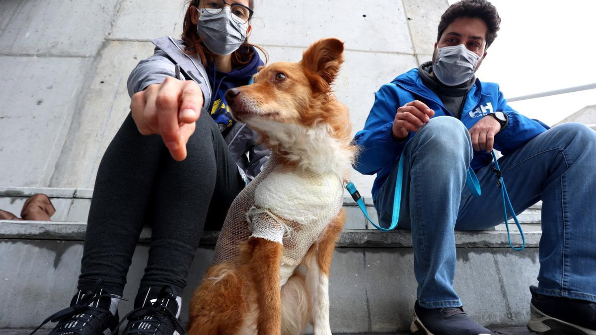 "Noa", la perrita que sobrevivió al ataque de un jabalí en la Pista Finlandesa