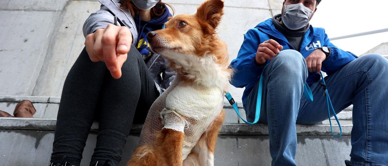 "Noa", la perrita que sobrevivió al ataque de un jabalí en la Pista Finlandesa