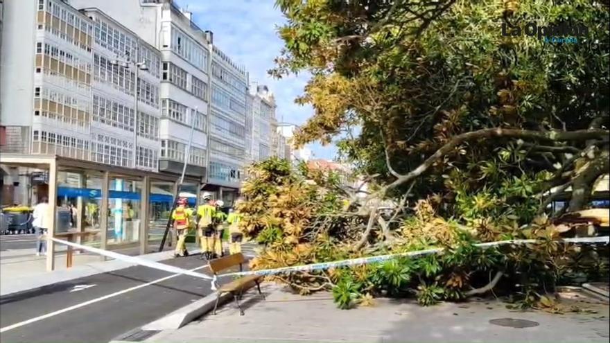 Inés Rey asegura que se seguirán "revisando y controlando" los árboles de la ciudad para evitar riesgos