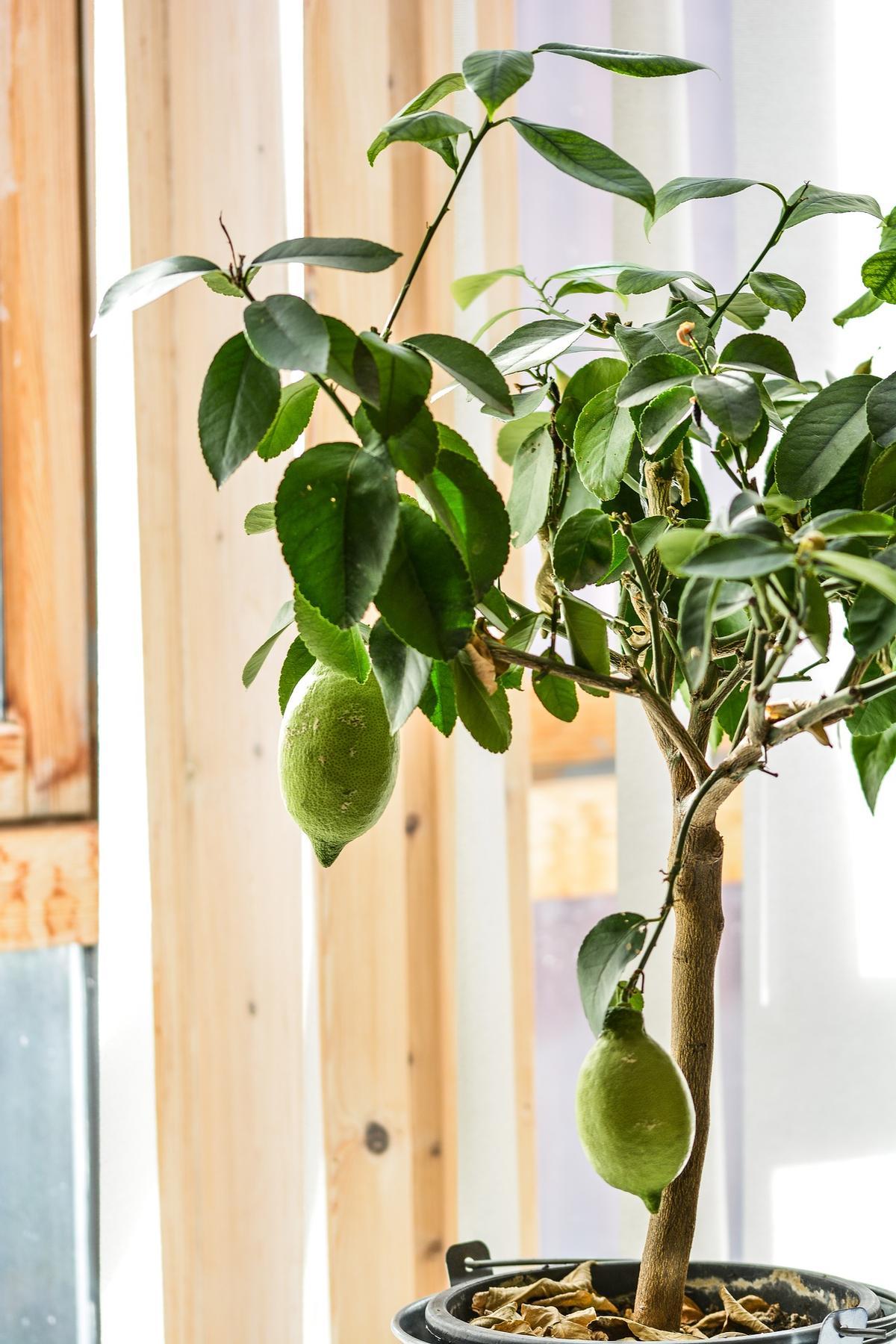Tener una planta de limonero en casa es un excelente ambientador natural