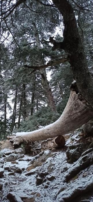 La Sierra de las Nieves se tiñe de blanco