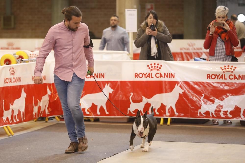 XXI Exposició Internacional Canina