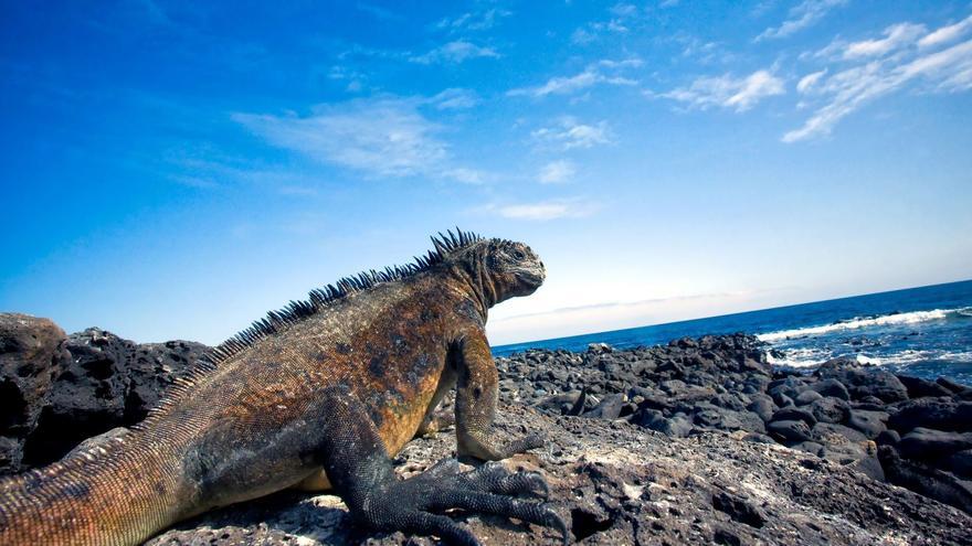 El ejemplo de Galápagos: campaña para la convivencia entre mascotas y fauna autóctona