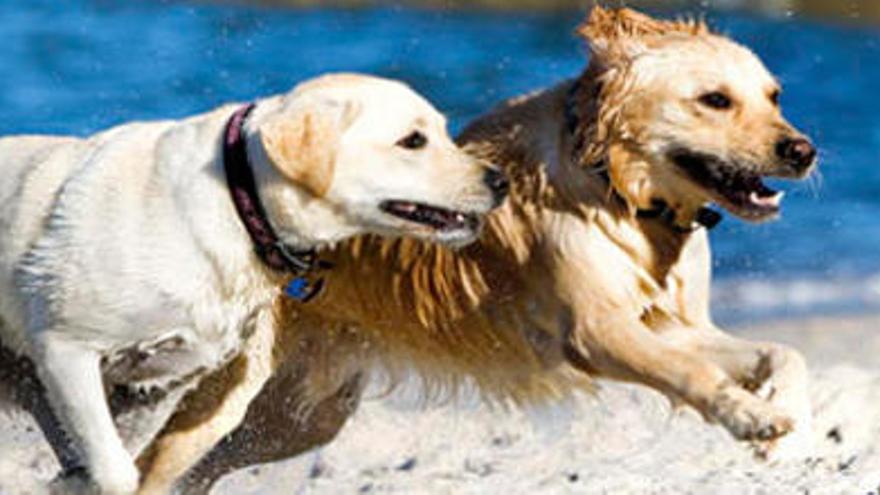 Las seis playas Canarias en las que disfrutar con tu perro