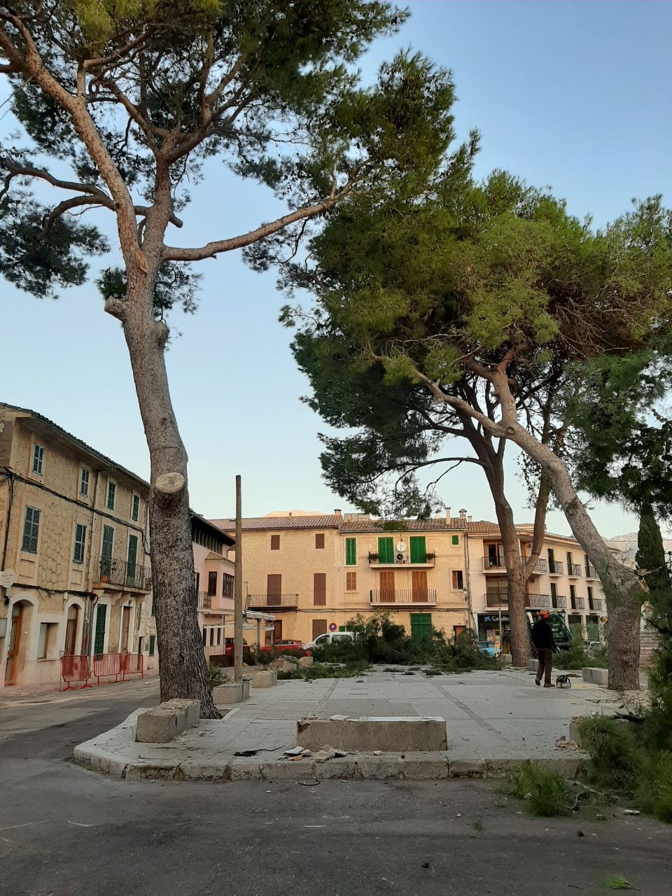 El Ayuntamiento tala todos los pinos de la Plaça de Selva