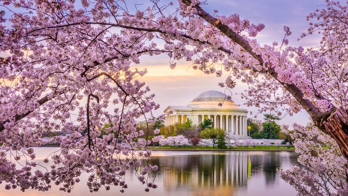 No, no es el Valle del Jerte. Es Washington DC, donde los cerezos también florecen a lo bestia