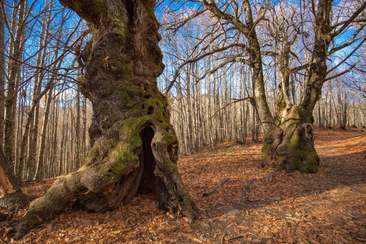 Imagen de Los Abuelos, del Castañar de los Ojestos.