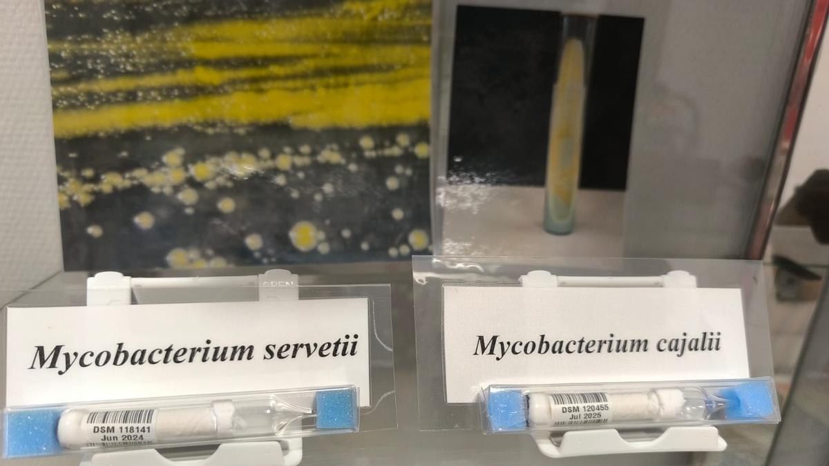 La nueva bacteria identificada, a la derecha, en homenaje a Ramón y Cajal.