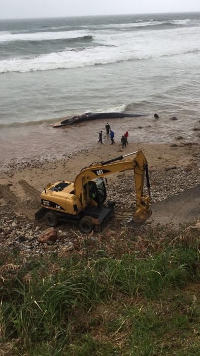 Operativa de extracción de un gran rorcual varado en el arenal de Morís (Caravia)