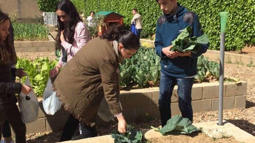 Varios alumnos realizan labores de recolección.