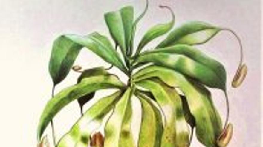 Online. Taller ilustración botánica. Aprende a pintar plantas con bolígrafo.