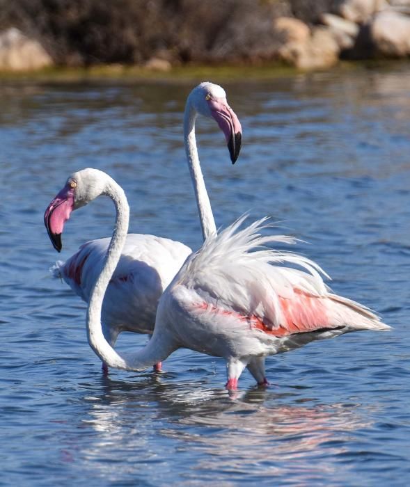 Flamencos en Ibiza