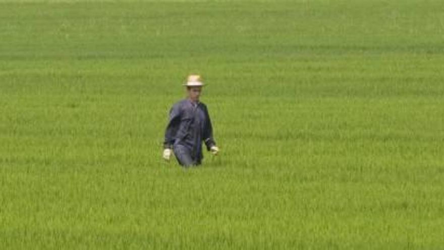 La política de restricción de pesticidas de la UE amenaza a los cultivos valencianos