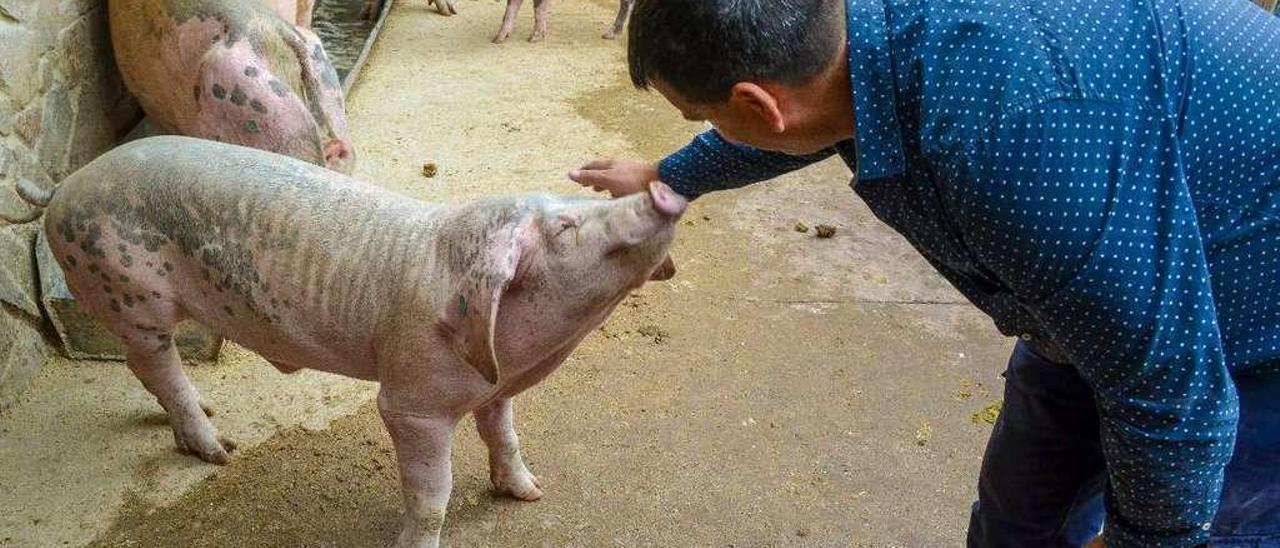 Enrique Miranda Sánchez acaricia a uno de sus gochos asturceltas en Pedrero (Bimenes).