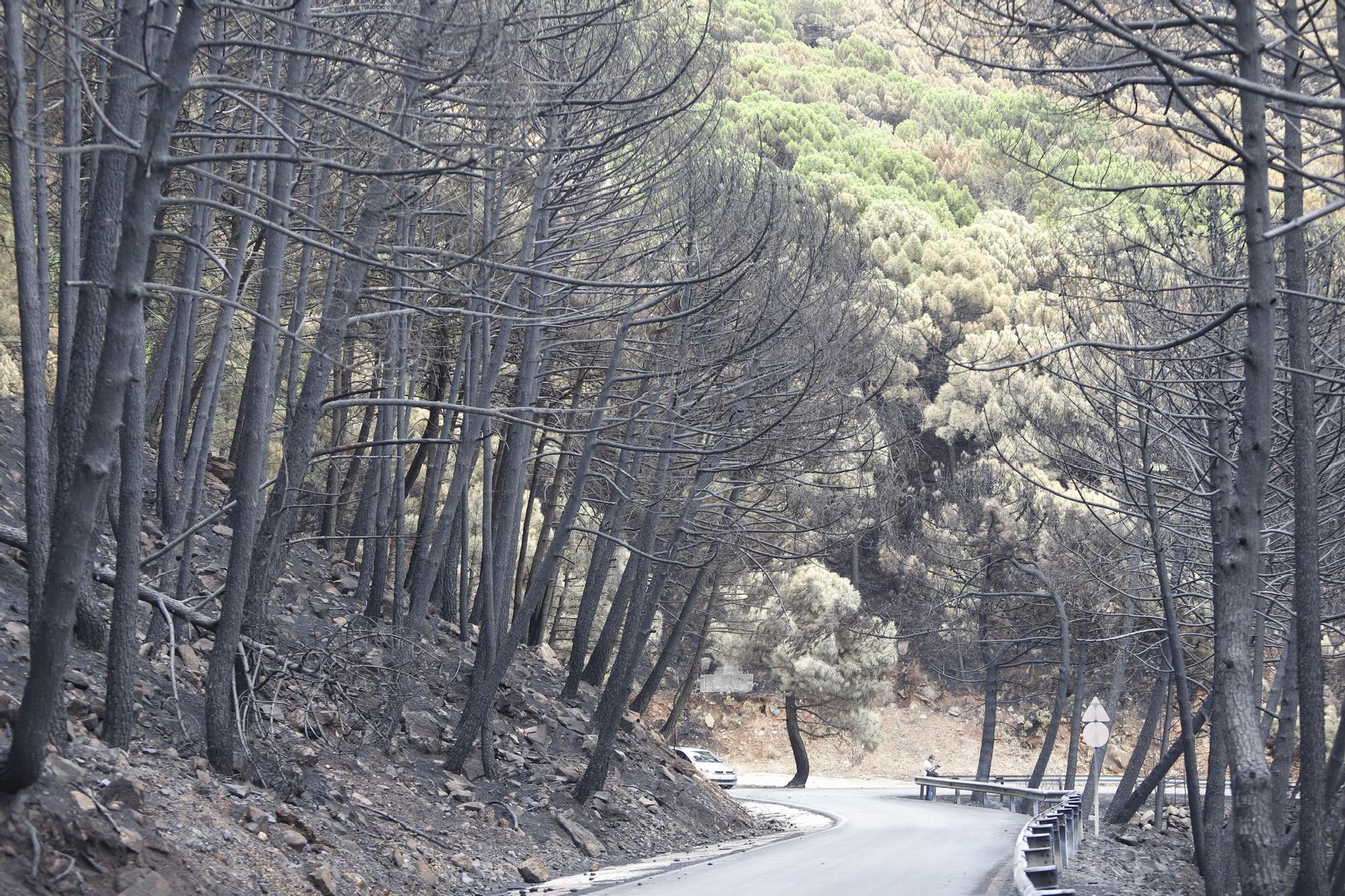 El Paraje de las Peñas Blancas en Estepona arrasado por el fuego