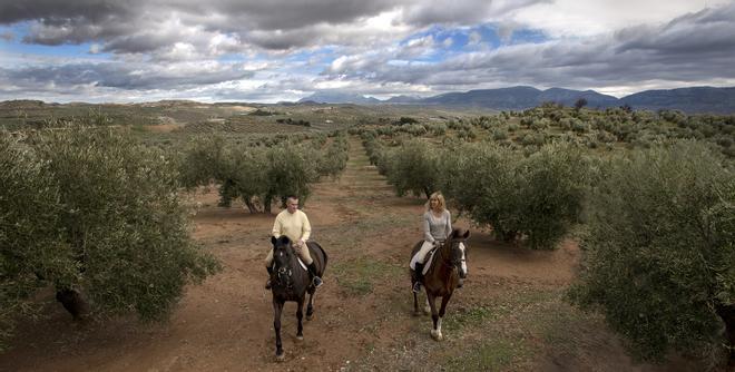 Paseo a caballo por el olivar de Jaén.