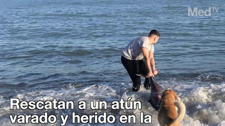 Rescatan a un atún varado y herido en la playa de Almassora