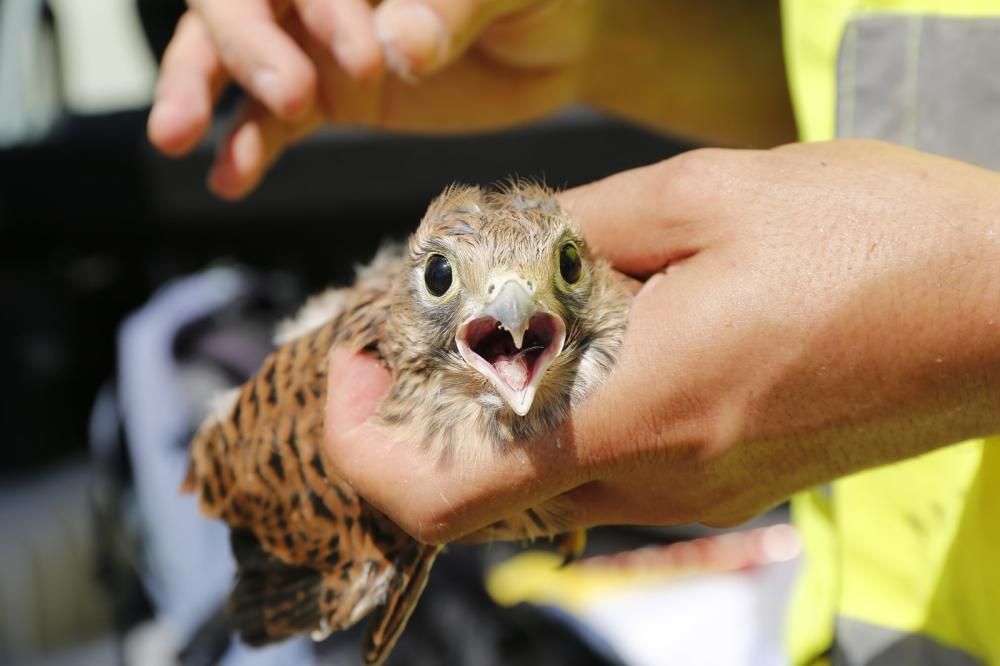 El Ayuntamiento de Torrevieja y la Conselleria de Medio Ambiente realizaron el anillamiento anual de la colonia de gaviotas establecida en el saladar de la laguna de Torrevieja con la ayuda de 30 volu