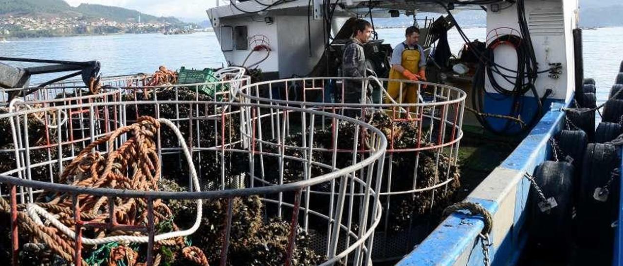 Bateeiros trabajando ayer a bordo de un balandro en Moaña. // Gonzalo Núñez