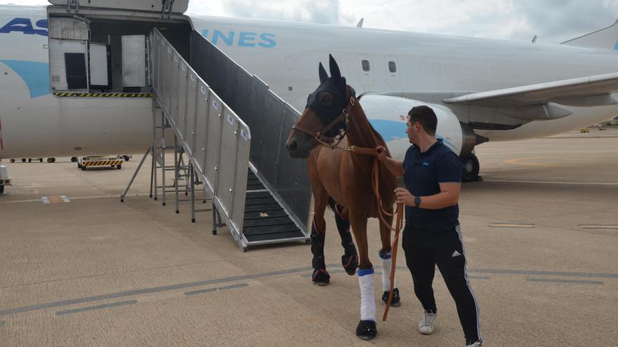 Eclat de Gloire, esta tarde a su llegada en avión a Mallorca