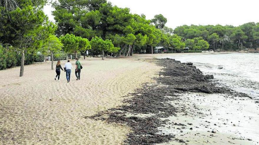 Fulles seques de posidònia a la vora d’una platja a Eivissa. ZOWY VOETEN/diario de ibiza