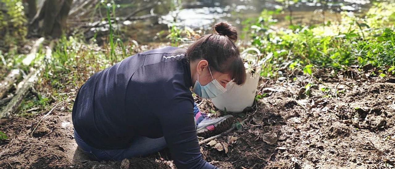 Trabajos de la asociación en las riberas del Ulla.