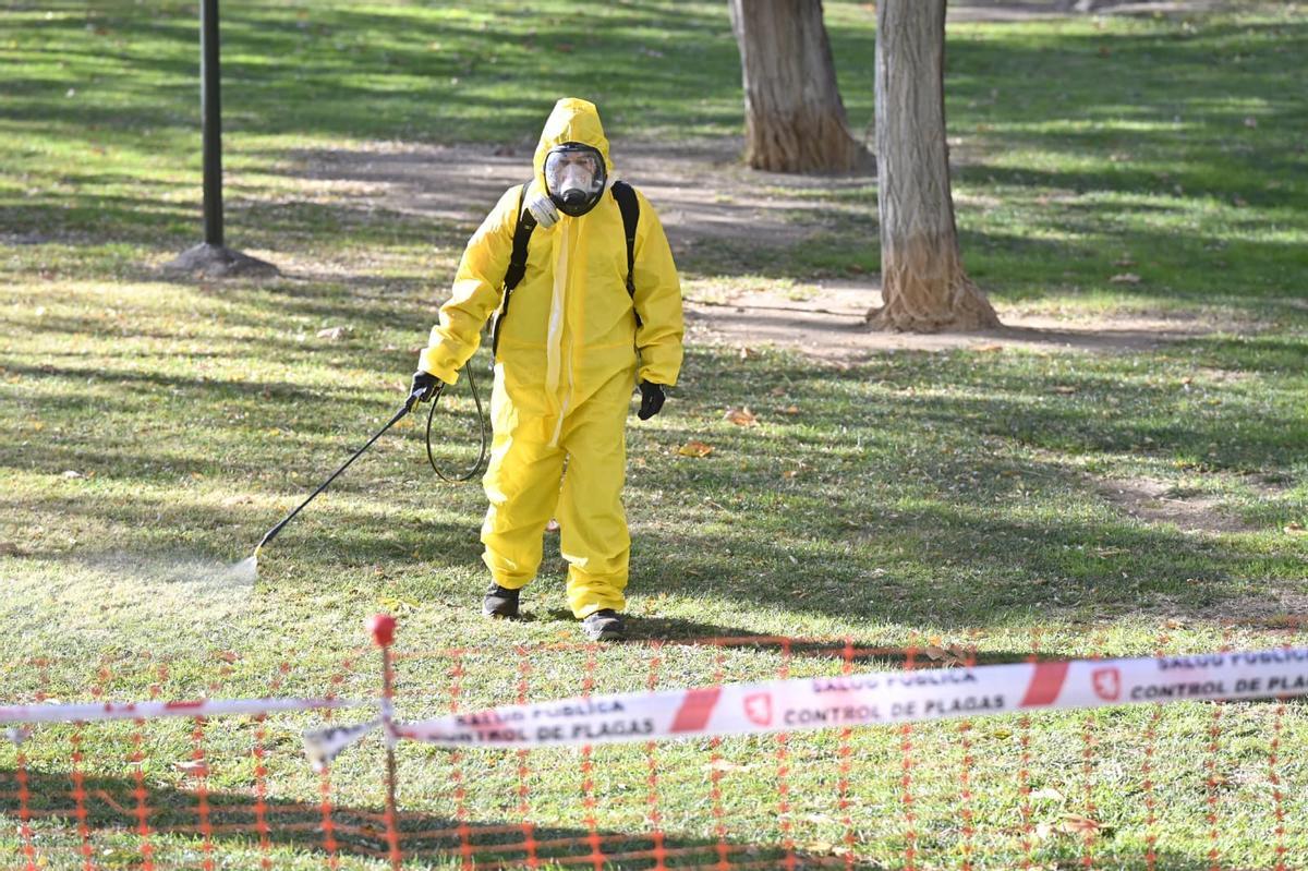 Un operario desinfecta el césped para evitar la proliferación de plagas tras el desalojo.