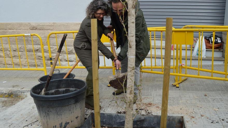 Oriol Camps i Aurora Fernández plantant un dels ginkgos