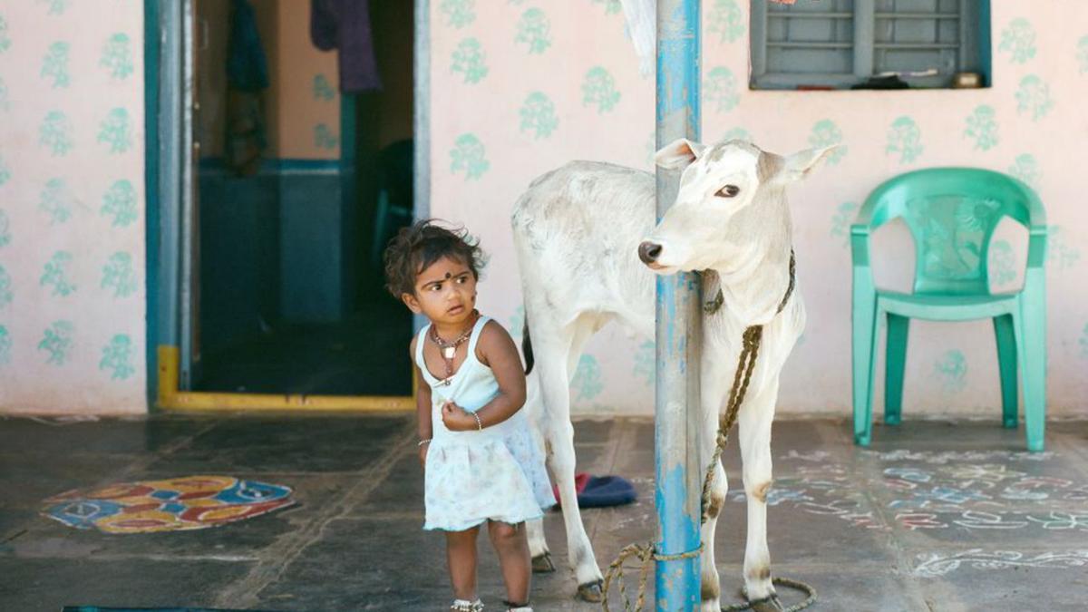 Un niña co una vaca en Anantapur, foto de Beatriz Polo. | BEATRIZ POLO