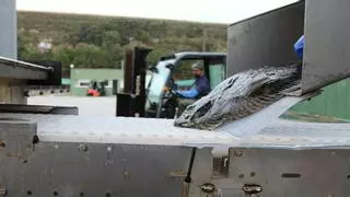 Pescanova dota su plan estratégico de paz social con dos convenios inéditos