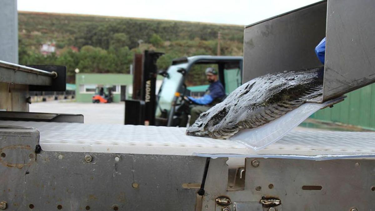Rodaballo extraído de uno de los tanques en la planta de Insuiña en Xove.