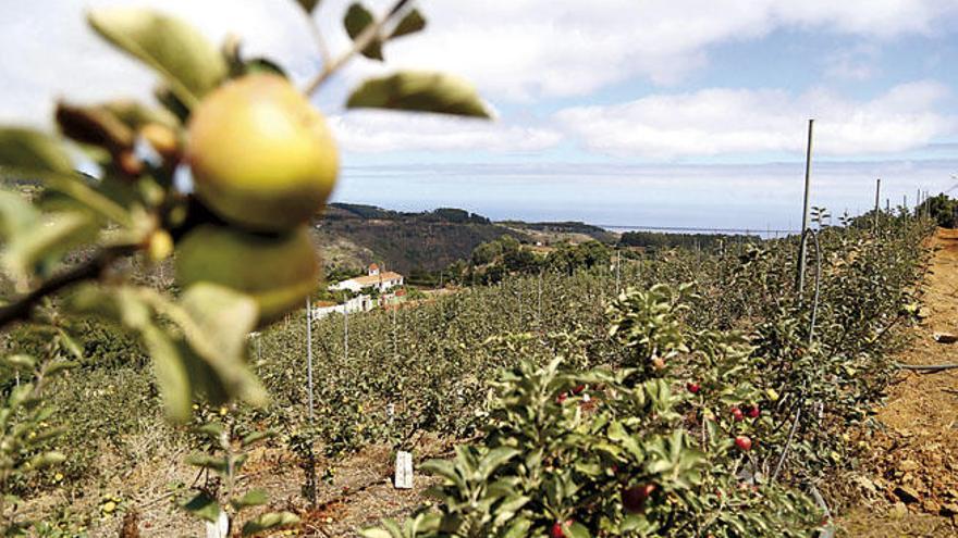 Valleseco recoge sus manzanas