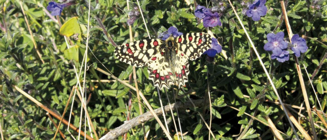 Ejemplar de mariposa arlequín localizado en A Guía. // Pablo G. Porto