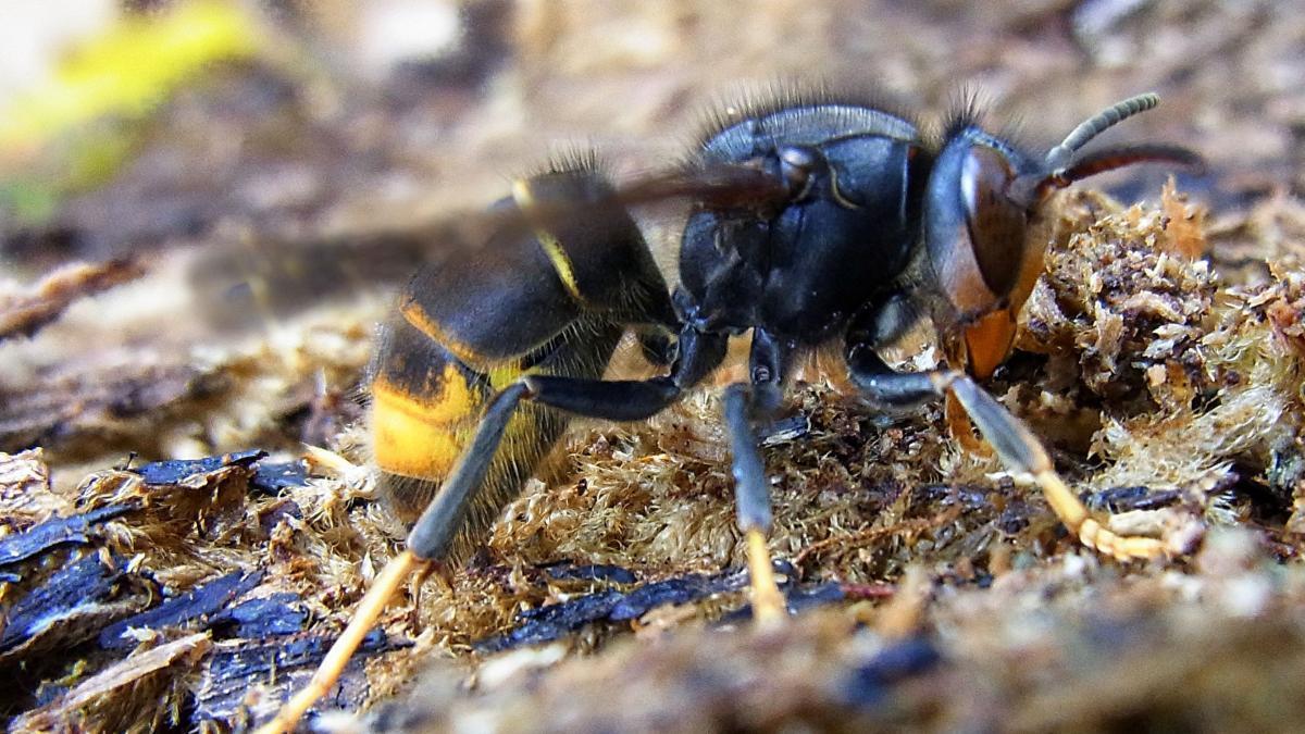 Ejemplar de avispa asiática, una especie invasora.