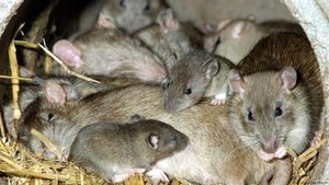 Ratas de alcantarilla.