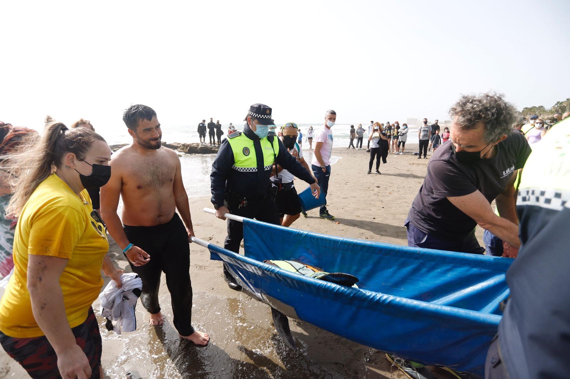 Rescatan a un delfín varado en la Misecordia