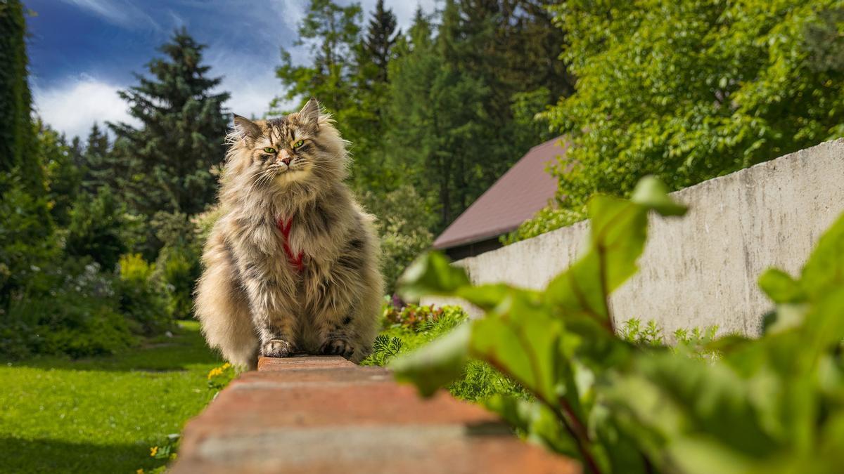 Razas de gatos que no dan alergia: el gato siberiano.